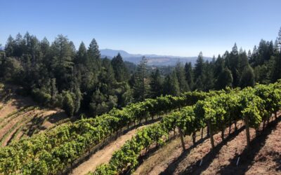 Chef’s Dinner with Adobe Road Winery