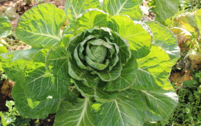 It’s Cabbage Season!