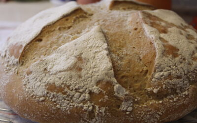 Slowly Removing Modern Wheat