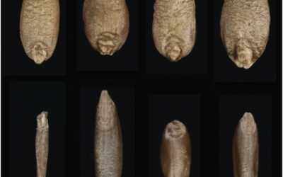 The Confusion about Wheat