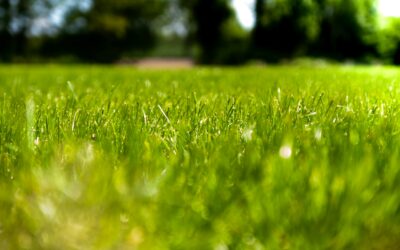 Histamine and Allergies
