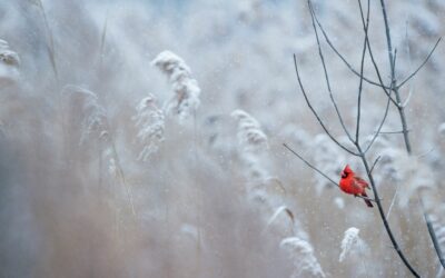 The Silence and Wisdom of Winter